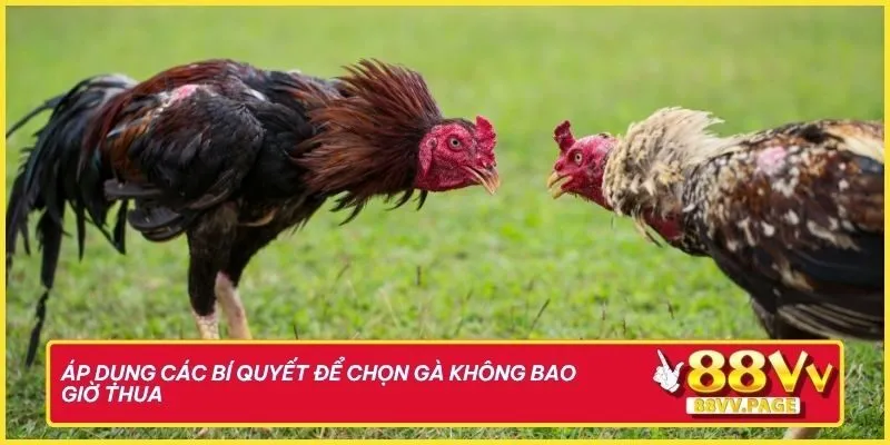 Áp dụng các bí quyết để chọn gà không bao giờ thua khi đặt cược trên 88vv