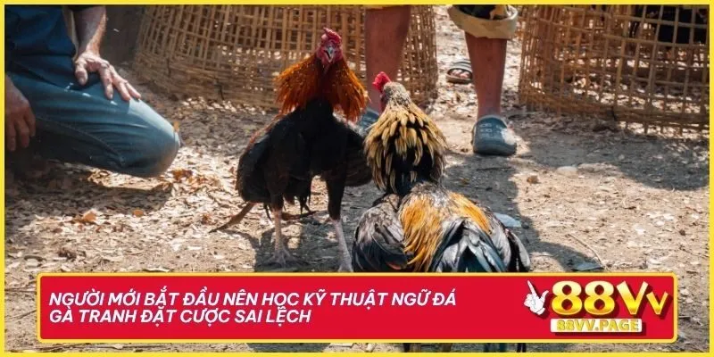 Người mới bắt đầu nên học kỹ thuật ngữ đá gà tránh đặt cược sai lệch