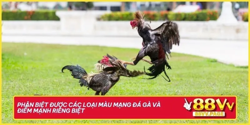 Phân biệt được các loại màu mạng đá gà và điểm mạnh riêng biệt