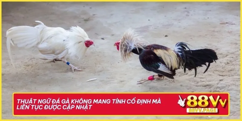 Thuật ngữ đá gà không mang tính cố định mà liên tục được cập nhật