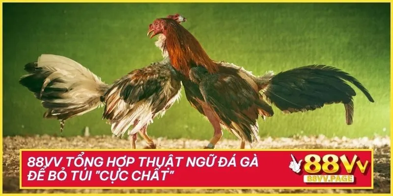 88vv Tổng Hợp Thuật Ngữ Đá Gà Để Bỏ Túi "Cực Chất"